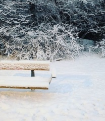 Snow #snow2019 #worserphoto #huweip20pro #photooftheday #awesome2019 #sliceoflife #photoforlike