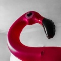 - Talking to me  #worserphoto #talkingtome #flamingo #flaming abstracts #awesomeday