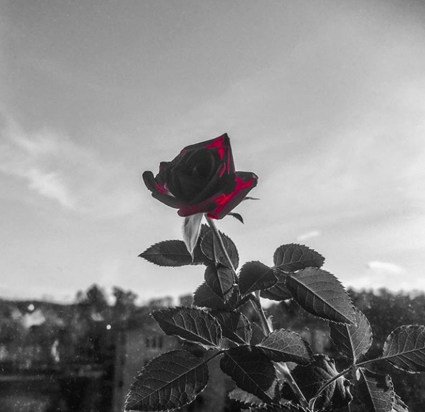Rose #redrose #worserphoto #flowers #sliceoflife #awesome #lovely #instalove.jpg