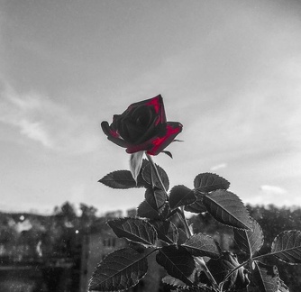 Rose #redrose #worserphoto #flowers #sliceoflife #awesome #lovely #instalove