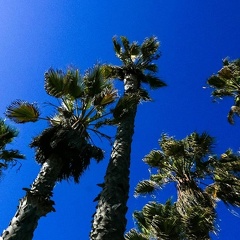 California dreaming #iglosangeles #worserphoto #huweip20pro #sliceoflife #lifeislife #awesome shots #photoforlike