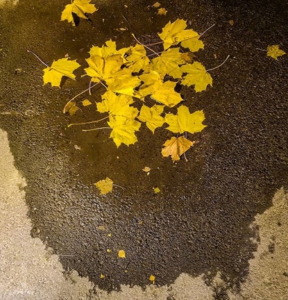 Golden leafs #worserphoto #instastreetphotografy #huweip20pro #photooftheday #autumn2018 #lifeislife