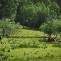 Shittygreen and sillly cows #shittygreen #worserphoto #sliceoflife #sillycows #natureporn #sweden images